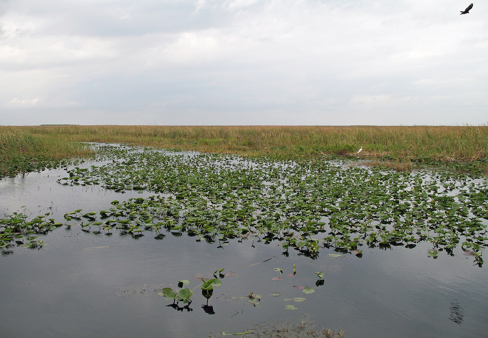 Gov. DeSantis pulls one road from the Everglades, but OKs putting in another