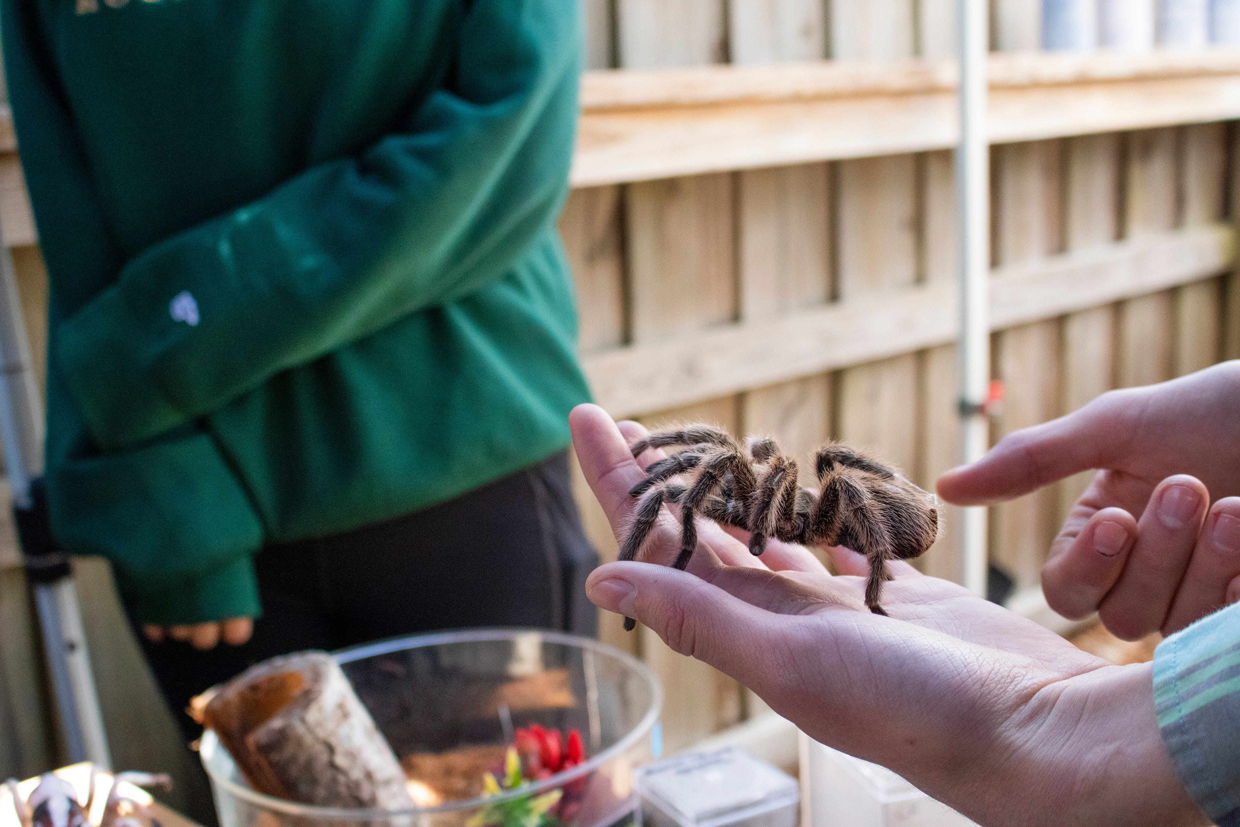 A Chilean rose hair tarantula was on display during the eighth annual Pints and Predators at First Magnitude Brewery in Gainesville on Saturday.