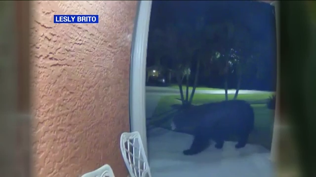 Black bear spotted close to homes in Naples Manor