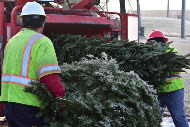 NOVEC recycling Christmas trees in Gainesville until Jan. 9, 2023