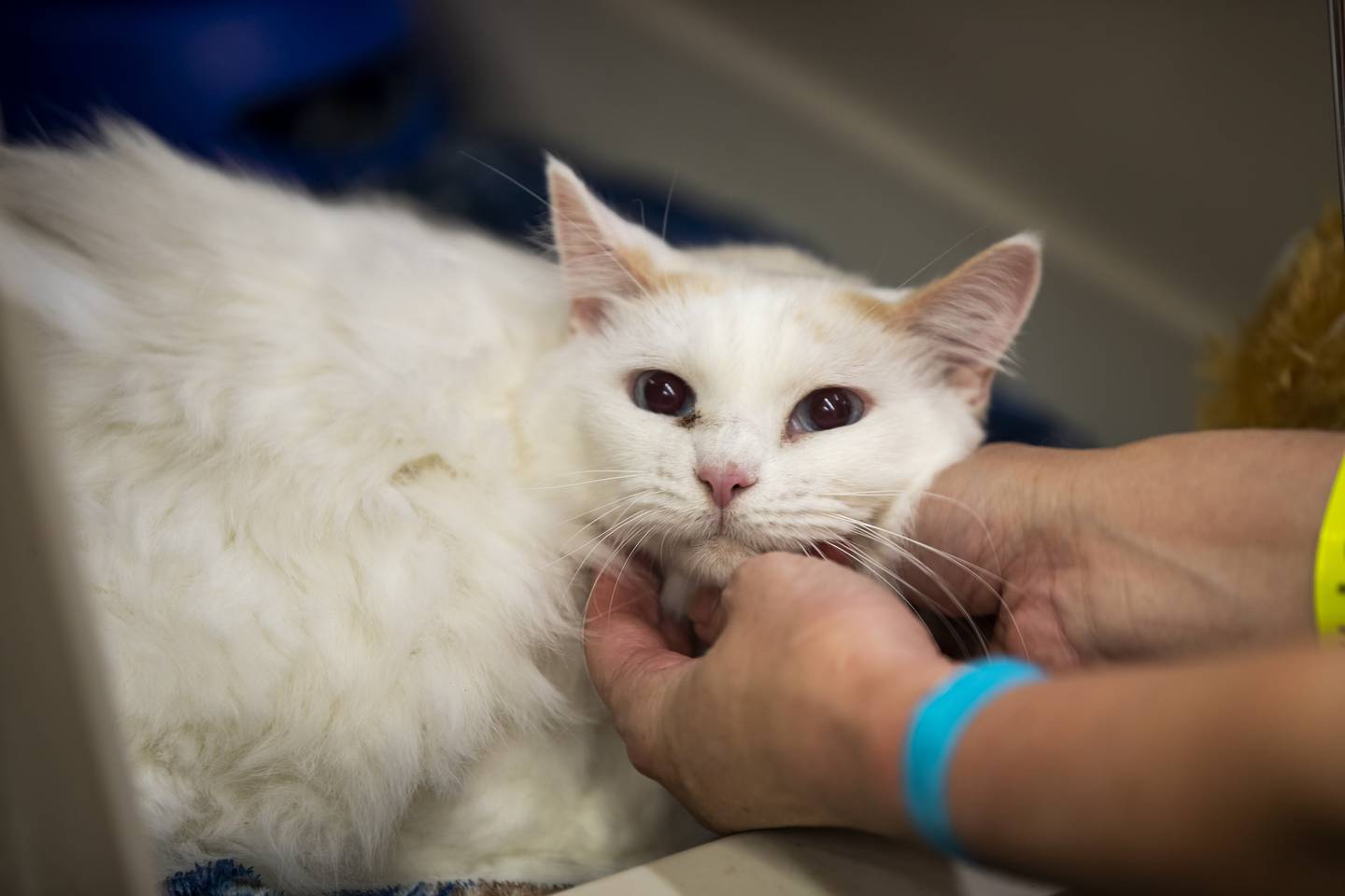 Faith, an 11-year-old cat, is one pet sheltering during Hurricane Ian at Lyman High School in Longwood.  For pets and families at home, spend extra time together while waiting for Hurricane Ian to subside.