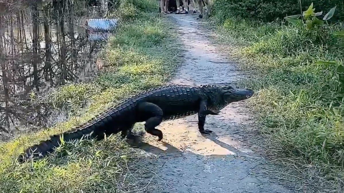 Video Shows Huge Gator Crossing Swamp Trail in Naples, Florida - NBC 6 South Florida