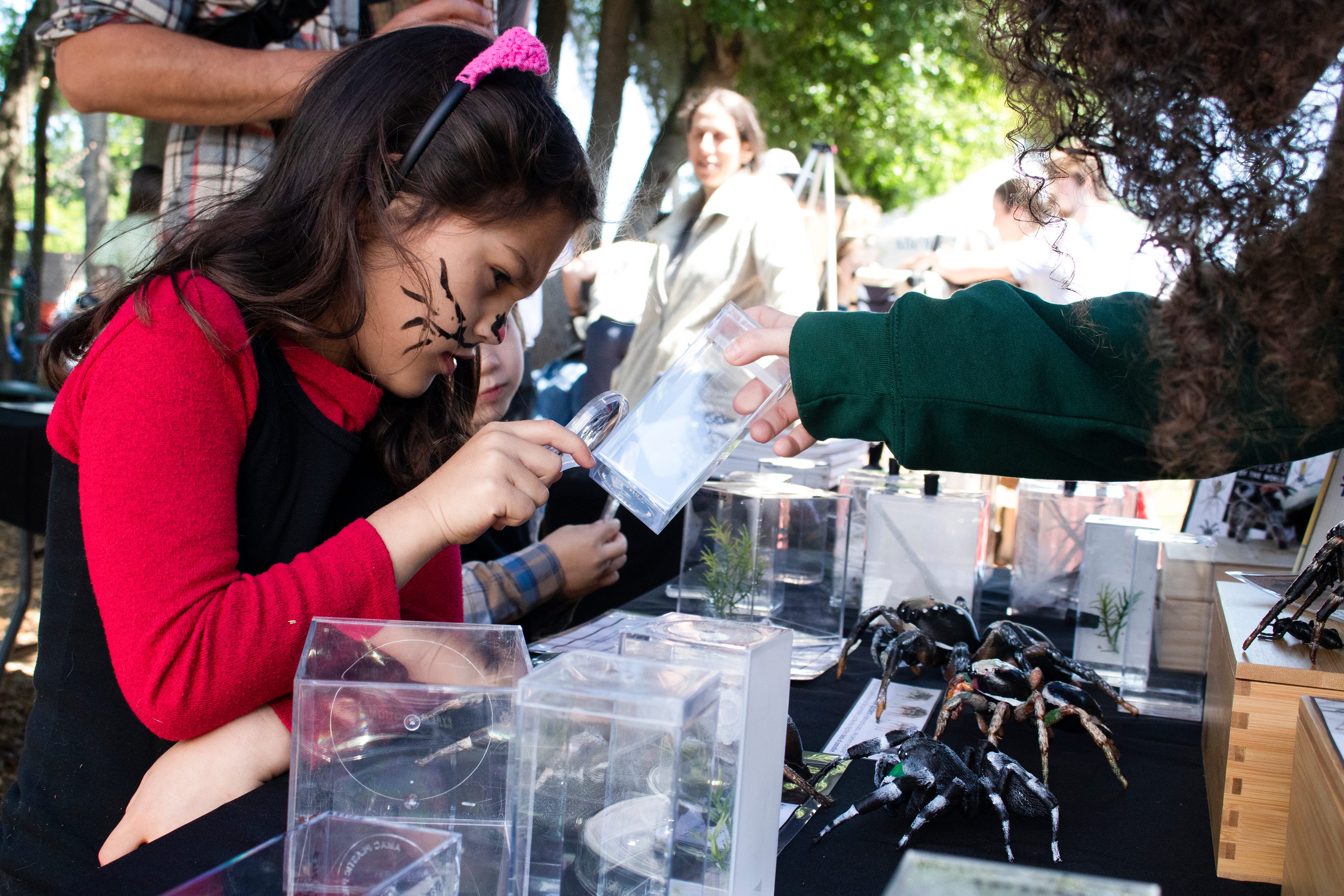Quinn Regalado, 6, looks at jumping spiders that are a part of Lisa Anne Taylor's lab at the University of Florida during the eighth annual Pints and Predators at First Magnitude Brewery in Gainesville on Saturday.