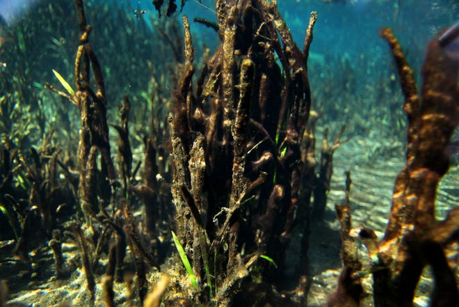 Thick algae coats eel grass growing near a small spring head along the Ichetucknee River in Fort White in 2013.