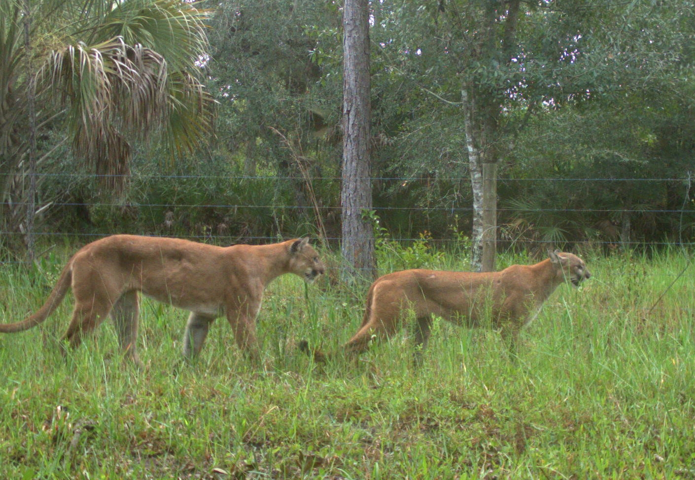 Keep an eye on the folks in charge of ‘protecting’ Florida’s panthers