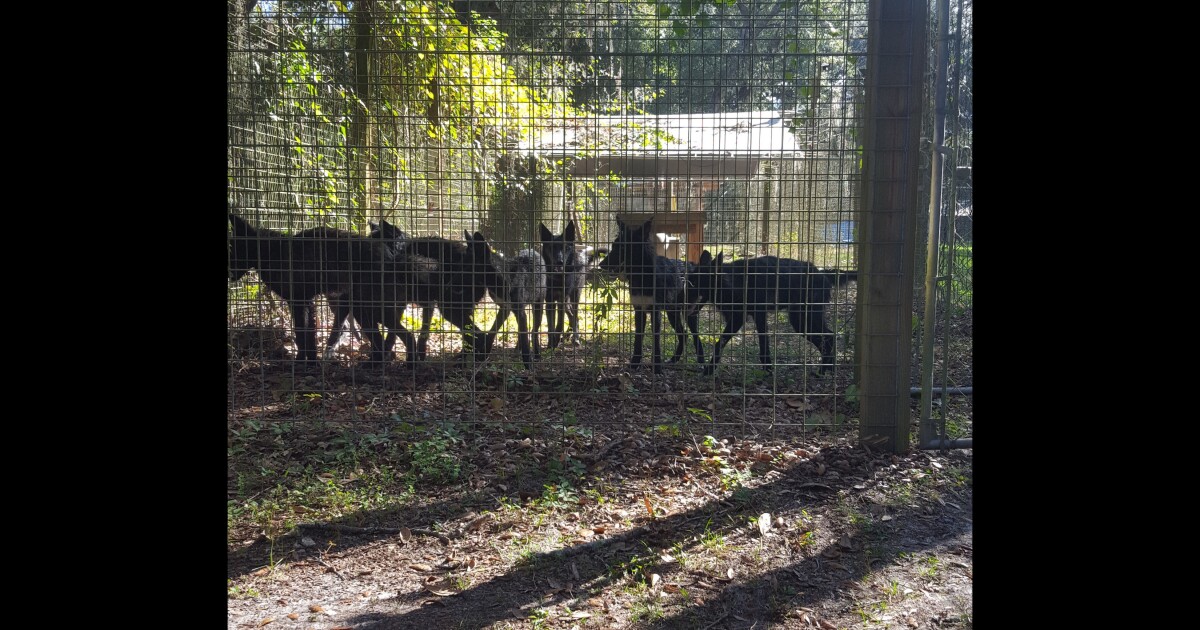 We check in with the Naples nonprofit Shy Wolf Sanctuary Education & Experience Center