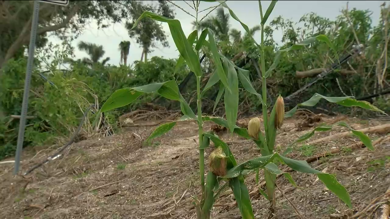 Mysterious corn stalks taking over Cape Coral woman's yard